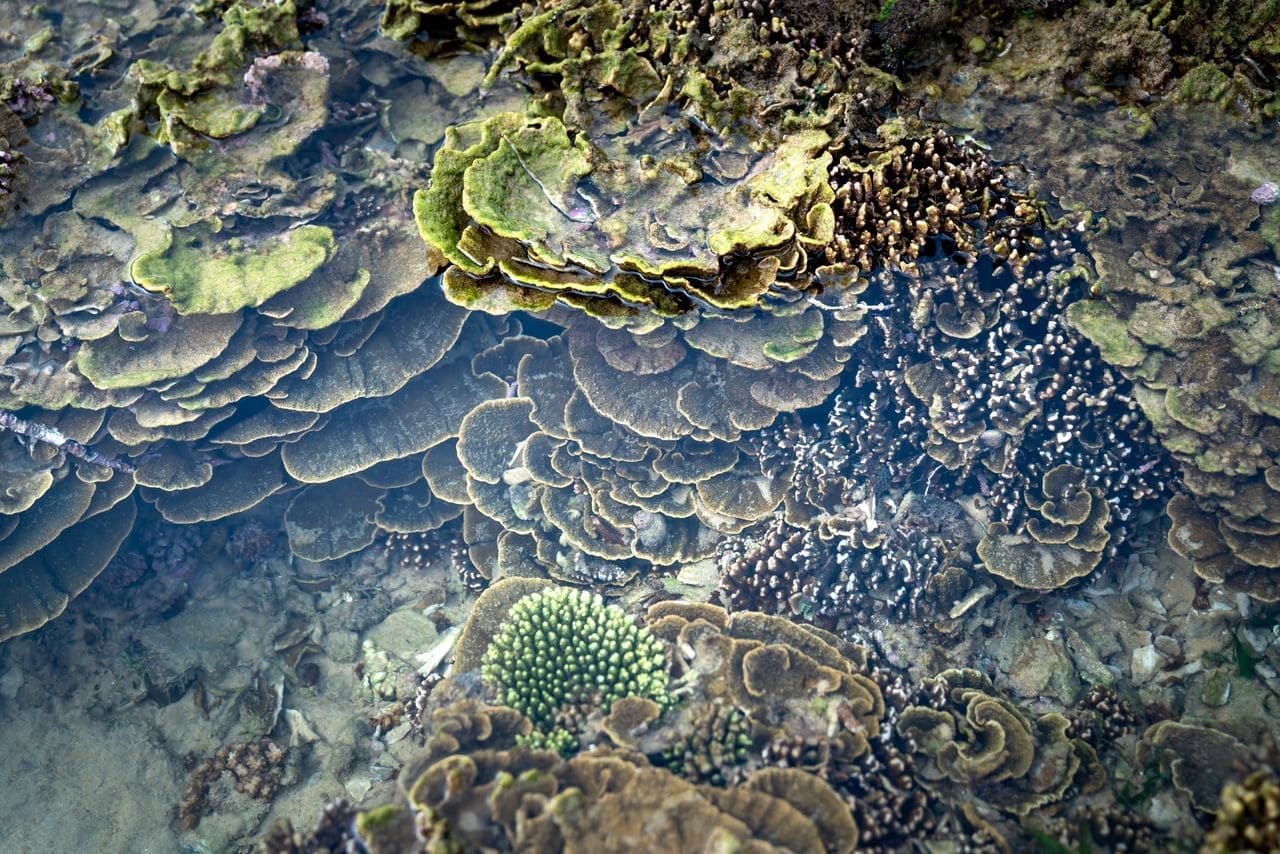 Shallow reef surrounding a small island with coral formations visible