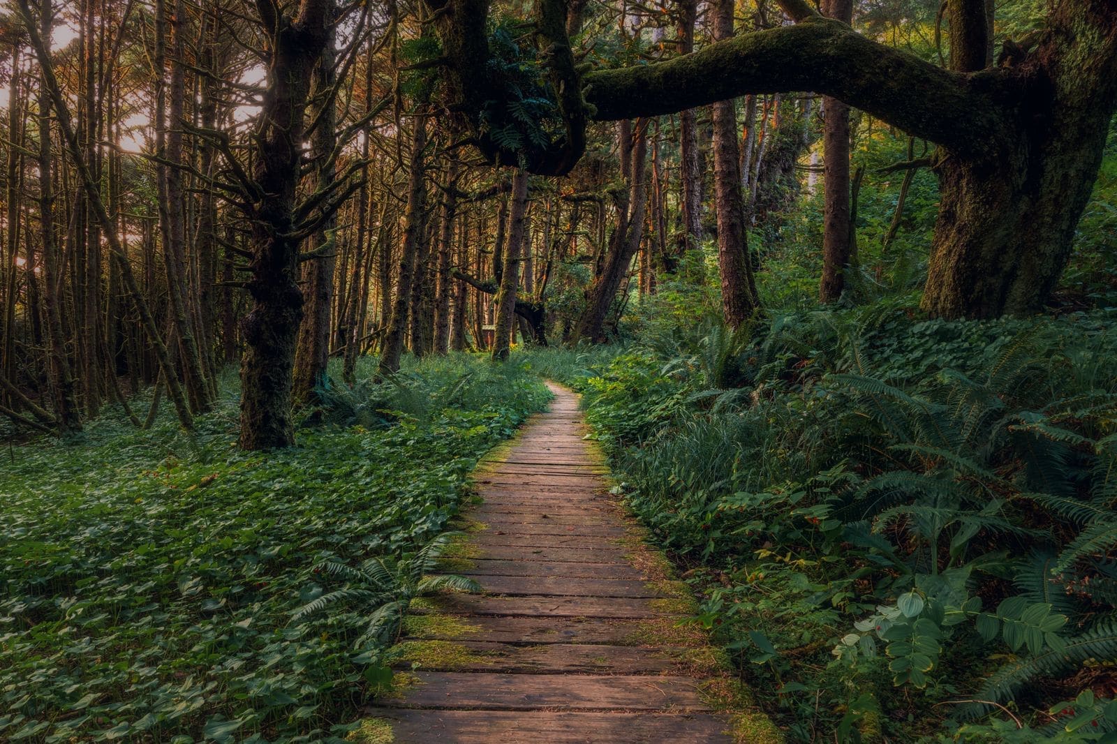 A narrow trail winding through dense forest on a remote island